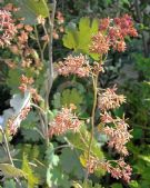 Macleaya cordata