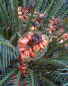 Macrozamia communis