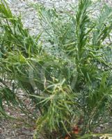 Macrozamia spiralis