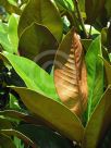 Magnolia grandiflora Exmouth