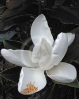 Magnolia grandiflora Little Gem