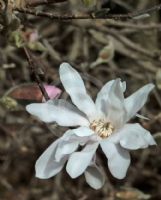 Magnolia stellata