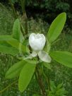 Magnolia virginiana