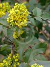 Berberis aquifolium