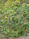 Berberis aquifolium