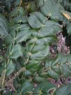 Mahonia japonica Bealei Group