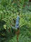 Mahonia oiwakensis