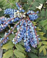 Mahonia media