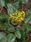 Berberis repens