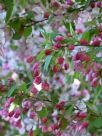 Malus floribunda