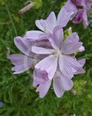 Malva moschata