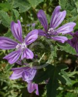 Malva sylvestris