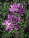 Malva sylvestris