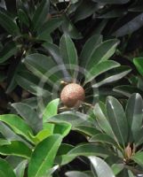 Manilkara zapota