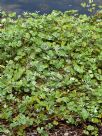 Marsilea mutica