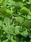 Marsilea quadrifolia