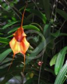 Masdevallia