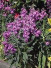 Matthiola incana annua