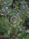 Meconopsis baileyi