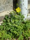 Papaver cambricum