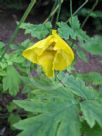 Papaver cambricum