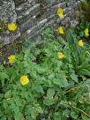 Papaver cambricum