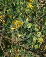 Medicago arborea