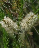 Melaleuca alternifolia