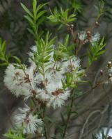 Melaleuca decora