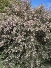 Melaleuca decussata