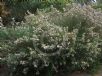 Melaleuca decussata