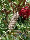 Melaleuca elliptica