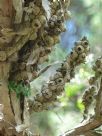 Melaleuca elliptica