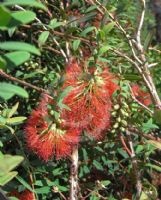 Melaleuca hypericifolia