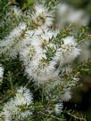 Melaleuca lanceolata