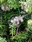 Melaleuca lanceolata