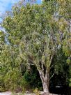 Melaleuca leucadendra