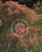 Melaleuca linariifolia Claret Tops