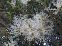 Melaleuca linariifolia