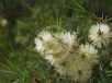 Melaleuca nodosa