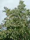 Melaleuca quinquenervia