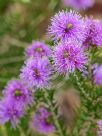 Melaleuca squamea