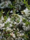 Melaleuca styphelioides