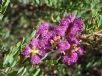 Melaleuca thymifolia