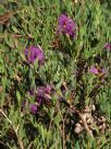 Melaleuca thymifolia