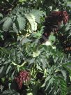 Melianthus major