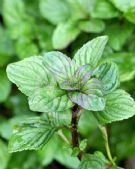 Mentha piperita Citrata