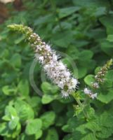 Mentha suaveolens