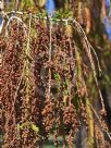 Metasequoia glyptostroboides