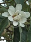 Magnolia doltsopa